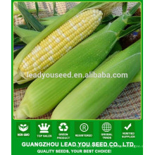 CO04 Gantian no.3 early maturity op yellow sweet corn seeds for sale